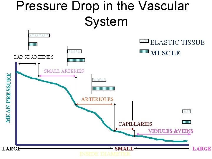 Pressure Drop in the Vascular System ELASTIC TISSUE MUSCLE MEAN PRESSURE LARGE ARTERIES LARGE