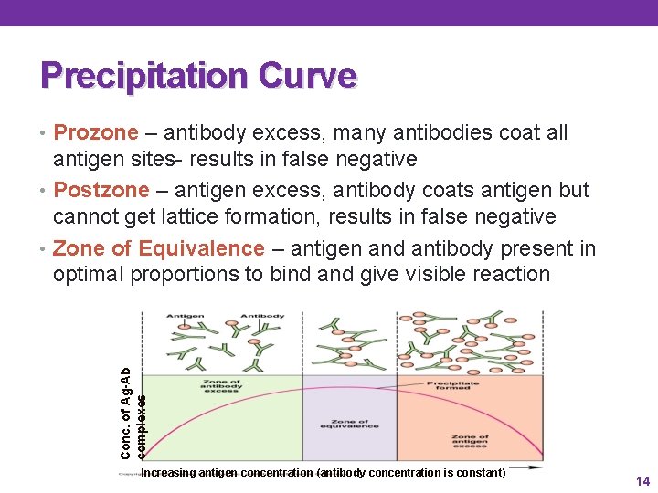 Precipitation Curve • Prozone – antibody excess, many antibodies coat all Conc. of Ag-Ab Precipitation Curve • Prozone – antibody excess, many antibodies coat all Conc. of Ag-Ab