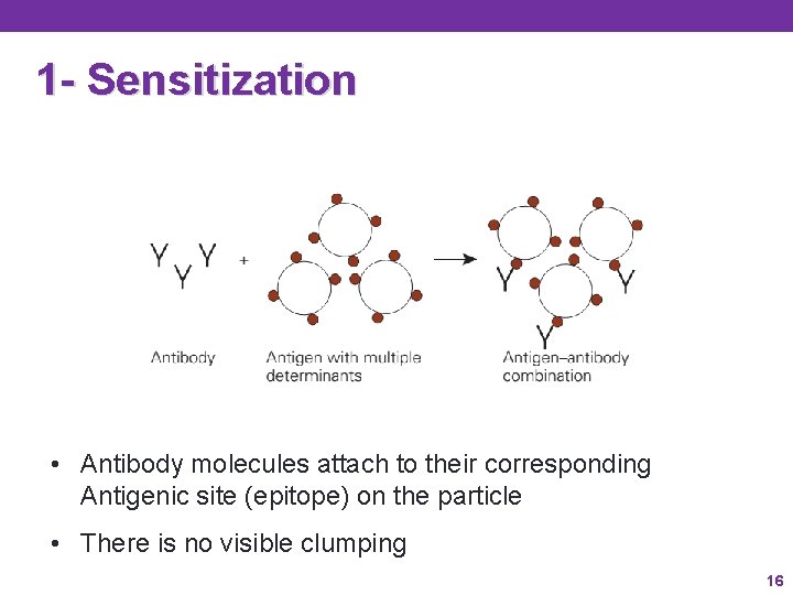 1 - Sensitization • Antibody molecules attach to their corresponding Antigenic site (epitope) on 1 - Sensitization • Antibody molecules attach to their corresponding Antigenic site (epitope) on