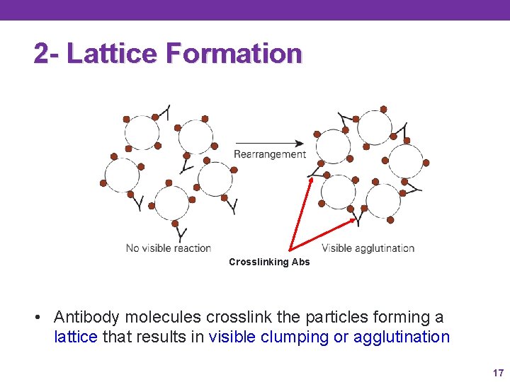 2 - Lattice Formation Crosslinking Abs • Antibody molecules crosslink the particles forming a 2 - Lattice Formation Crosslinking Abs • Antibody molecules crosslink the particles forming a