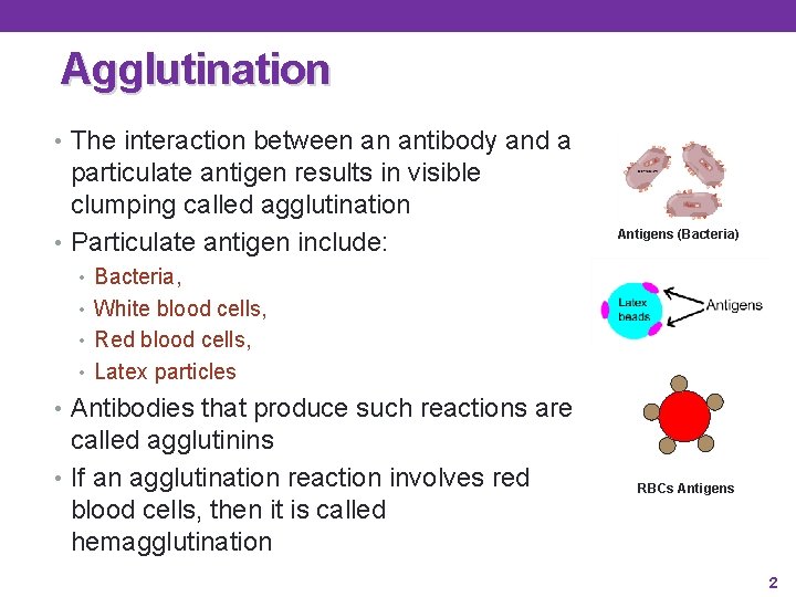 Agglutination • The interaction between an antibody and a particulate antigen results in visible Agglutination • The interaction between an antibody and a particulate antigen results in visible