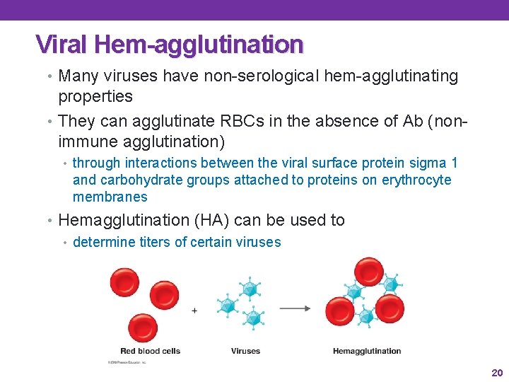 Viral Hem-agglutination • Many viruses have non-serological hem-agglutinating properties • They can agglutinate RBCs Viral Hem-agglutination • Many viruses have non-serological hem-agglutinating properties • They can agglutinate RBCs