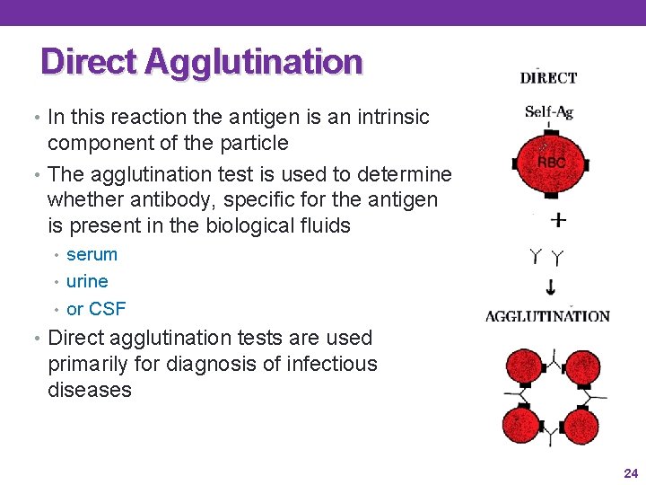 Direct Agglutination • In this reaction the antigen is an intrinsic component of the Direct Agglutination • In this reaction the antigen is an intrinsic component of the