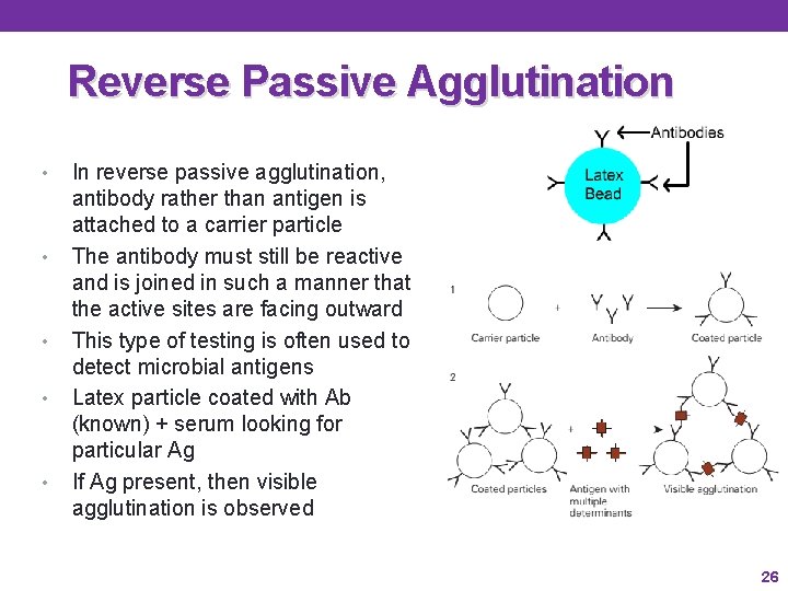 Reverse Passive Agglutination • • • In reverse passive agglutination, antibody rather than antigen Reverse Passive Agglutination • • • In reverse passive agglutination, antibody rather than antigen
