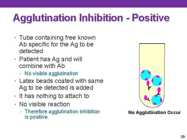 Agglutination Inhibition - Positive • Tube containing free known Ab specific for the Ag Agglutination Inhibition - Positive • Tube containing free known Ab specific for the Ag