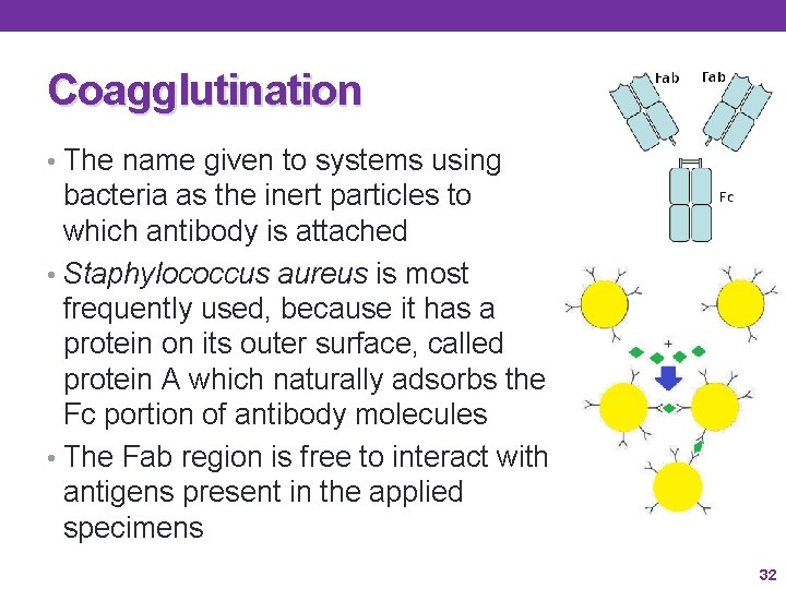 Coagglutination • The name given to systems using bacteria as the inert particles to Coagglutination • The name given to systems using bacteria as the inert particles to