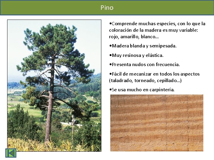 Pino • Comprende muchas especies, con lo que la coloración de la madera es