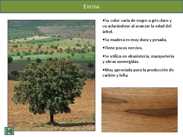 Encina • Su color varía de negro a gris claro y va aclarándose al