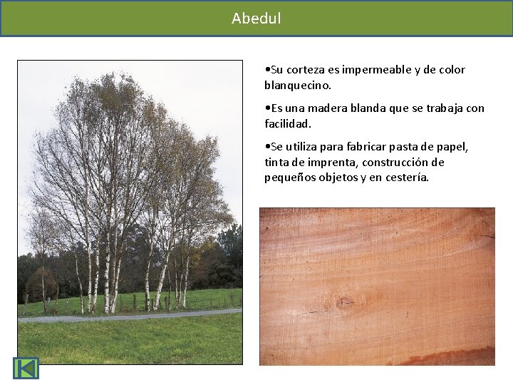 Abedul • Su corteza es impermeable y de color blanquecino. • Es una madera