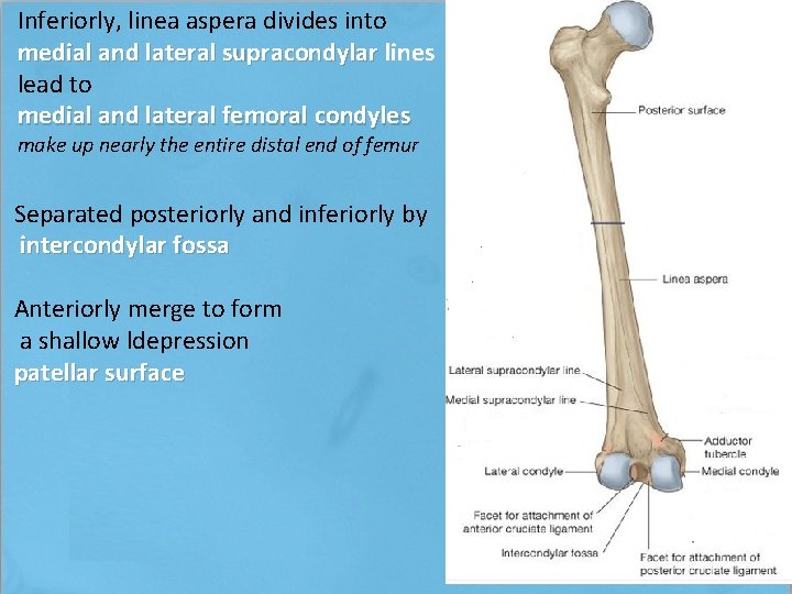 Inferiorly, linea aspera divides into medial and lateral supracondylar lines and lateral supracondylar lead