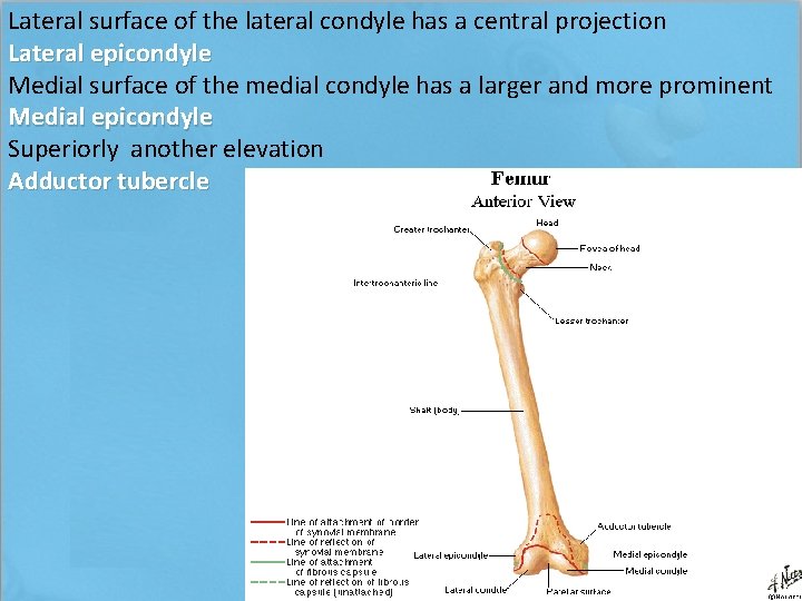 Lateral surface of the lateral condyle has a central projection Lateral epicondyle Medial surface