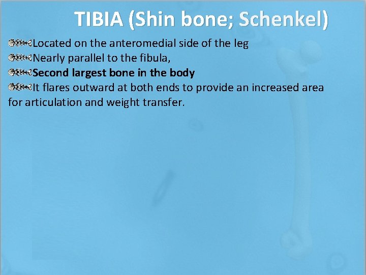 TIBIA (Shin bone; Schenkel) Located on the anteromedial side of the leg Nearly parallel