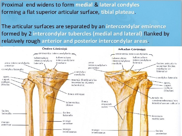 Proximal end widens to form medial & medial lateral condyles forming a flat superior