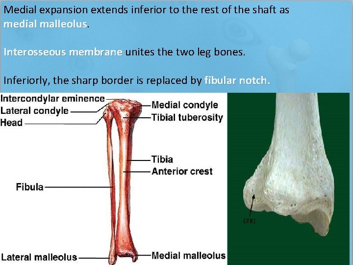 Medial expansion extends inferior to the rest of the shaft as medial malleolus Interosseous