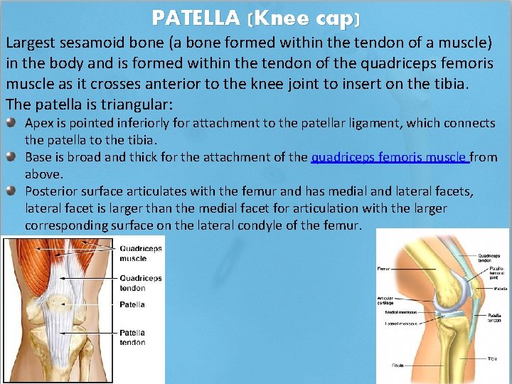 PATELLA (Knee cap) Largest sesamoid bone (a bone formed within the tendon of a