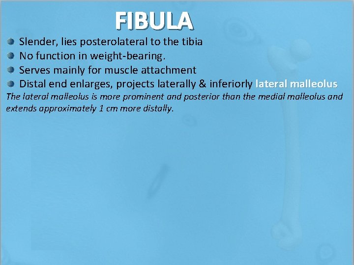 FIBULA Slender, lies posterolateral to the tibia No function in weight-bearing. Serves mainly for