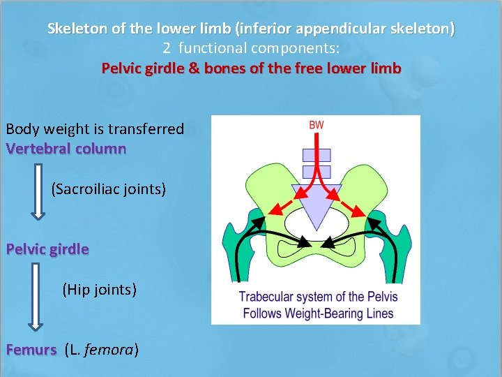  Skeleton of the lower limb (inferior appendicular skeleton) 2 functional components: Pelvic girdle