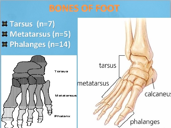 BONES OF FOOT Tarsus (n=7) Metatarsus (n=5) Phalanges (n=14) 