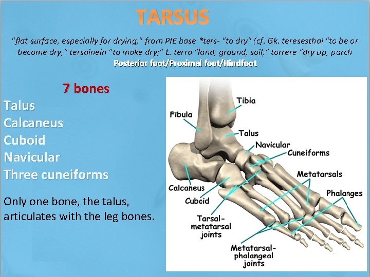 TARSUS "flat surface, especially for drying, " from PIE base *ters- "to dry" (cf.