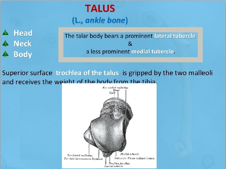 TALUS (L. , ankle bone) Head Neck Body Superior surface trochlea of the talus