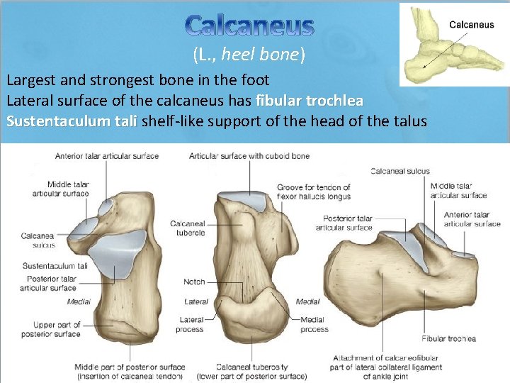 Calcaneus (L. , heel bone) Largest and strongest bone in the foot Lateral surface