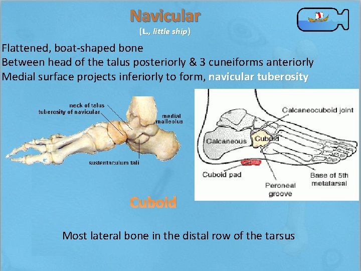 Navicular (L. , little ship) Flattened, boat-shaped bone Between head of the talus posteriorly