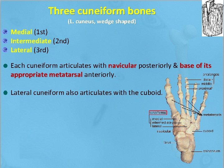 Three cuneiform bones (L. cuneus, wedge shaped) Medial (1 st) Intermediate (2 nd) Lateral