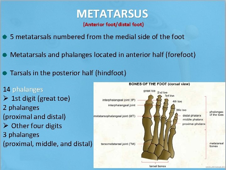 METATARSUS (Anterior foot/distal foot) 5 metatarsals numbered from the medial side of the foot