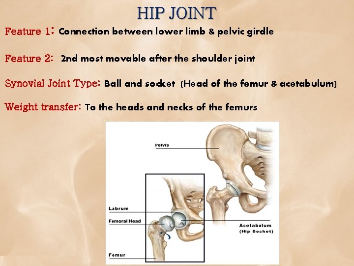 Feature 1: Connection between lower limb & pelvic girdle Feature 2: 2 nd most