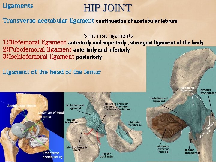 Ligaments Transverse acetabular ligament continuation of acetabular labrum 3 intrinsic ligaments 1) Iliofemoral ligament