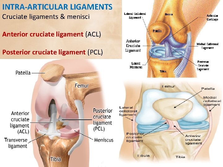 INTRA-ARTICULAR LIGAMENTS Cruciate ligaments & menisci Anterior cruciate ligament (ACL) Posterior cruciate ligament (PCL)