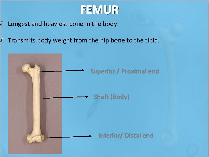 FEMUR Longest and heaviest bone in the body. Transmits body weight from the hip