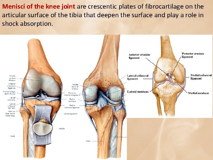 Menisci of the knee joint are crescentic plates of fibrocartilage on the articular surface