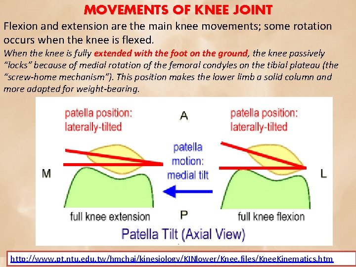 MOVEMENTS OF KNEE JOINT Flexion and extension are the main knee movements; some rotation
