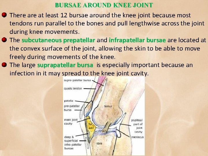 BURSAE AROUND KNEE JOINT There at least 12 bursae around the knee joint because