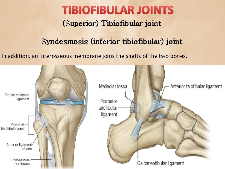 TIBIOFIBULAR JOINTS (Superior) Tibiofibular joint Syndesmosis (inferior tibiofibular) joint In addition, an interosseous membrane