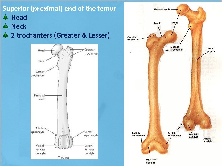 Superior (proximal) end of the femur Head Neck 2 trochanters (Greater & Lesser) 