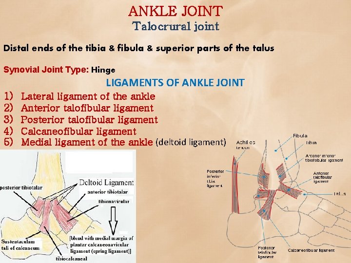 ANKLE JOINT Talocrural joint Distal ends of the tibia & fibula & superior parts