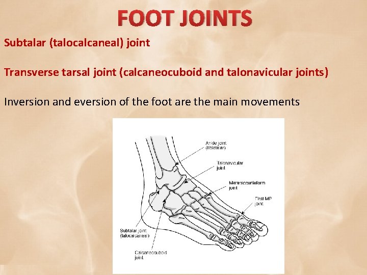 FOOT JOINTS Subtalar (talocalcaneal) joint Transverse tarsal joint (calcaneocuboid and talonavicular joints) Inversion and