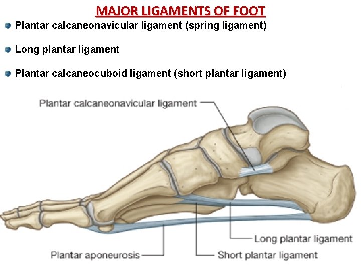 MAJOR LIGAMENTS OF FOOT Plantar calcaneonavicular ligament (spring ligament) Long plantar ligament Plantar calcaneocuboid