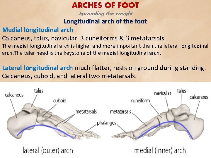 ARCHES OF FOOT Spreading the weight Longitudinal arch of the foot Medial longitudinal arch