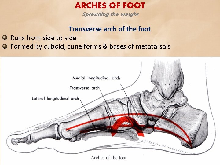 ARCHES OF FOOT Spreading the weight Transverse arch of the foot Runs from side