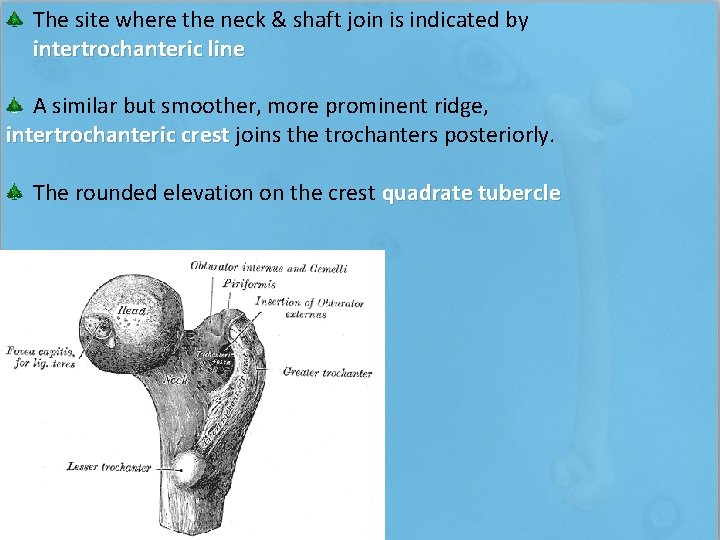 The site where the neck & shaft join is indicated by intertrochanteric line A