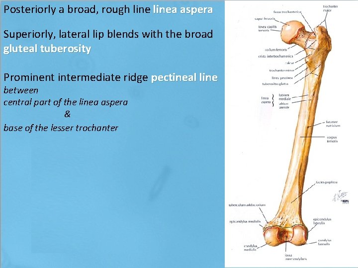 Posteriorly a broad, rough linea aspera Superiorly, lateral lip blends with the broad gluteal