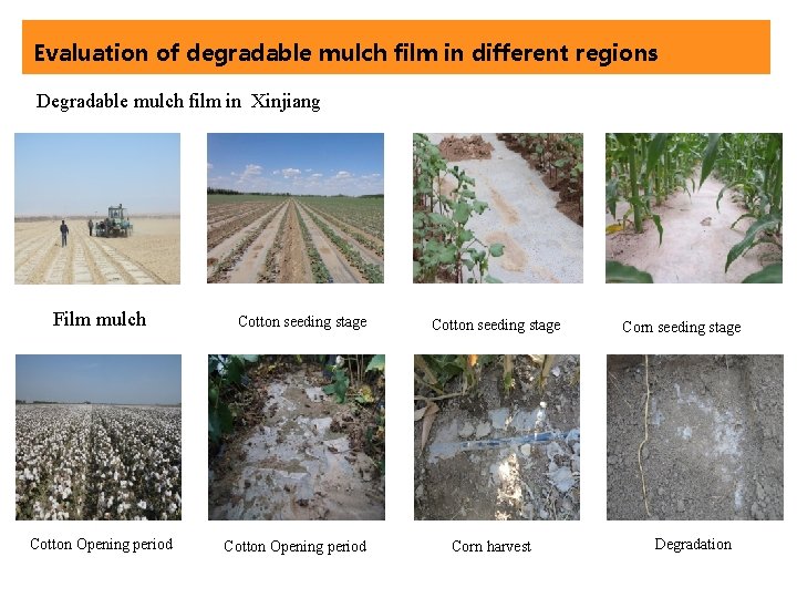 Evaluation of degradable mulch film in different regions Degradable mulch film in Xinjiang Film