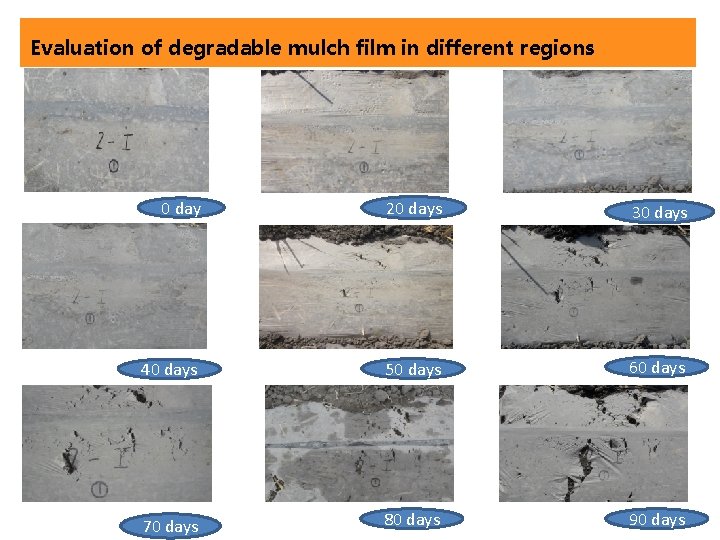Evaluation of degradable mulch film in different regions 0 day 20 days 30 days