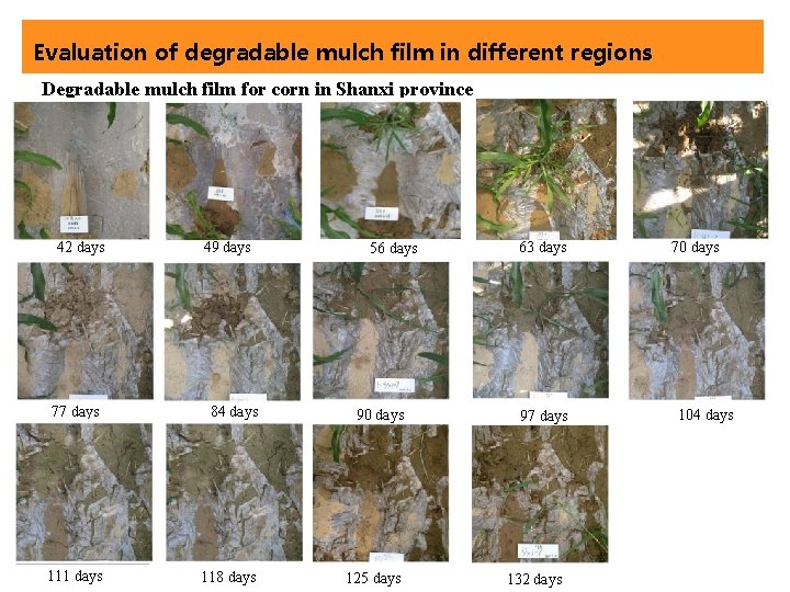 Evaluation of degradable mulch film in different regions Degradable mulch film for corn in