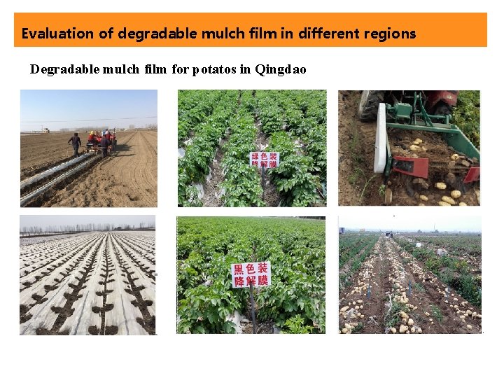 Evaluation of degradable mulch film in different regions Degradable mulch film for potatos in