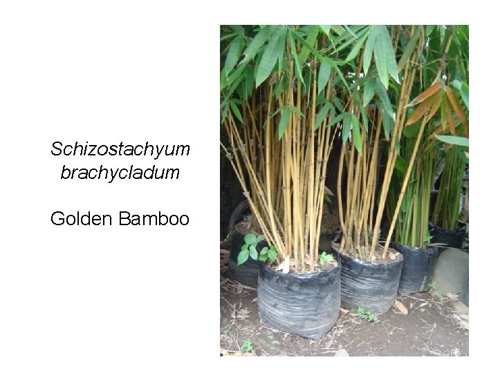 Schizostachyum brachycladum Golden Bamboo 