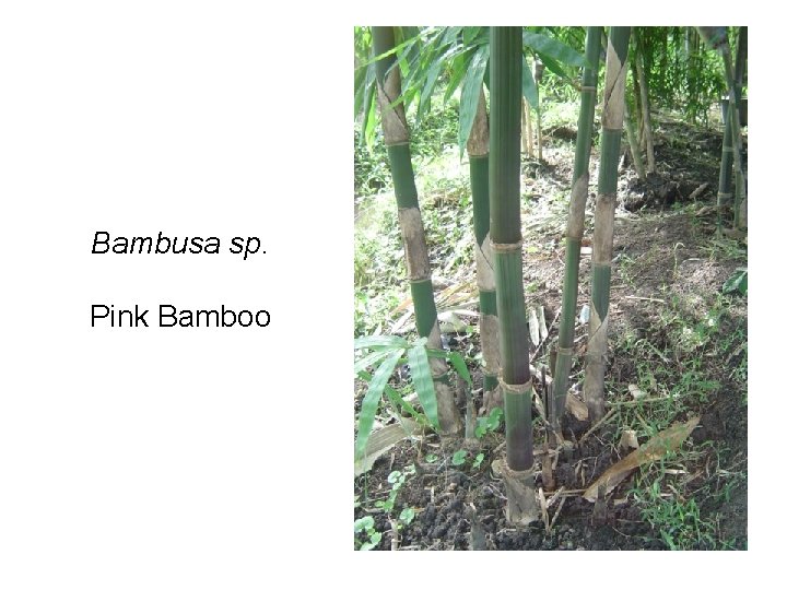 Bambusa sp. Pink Bamboo 